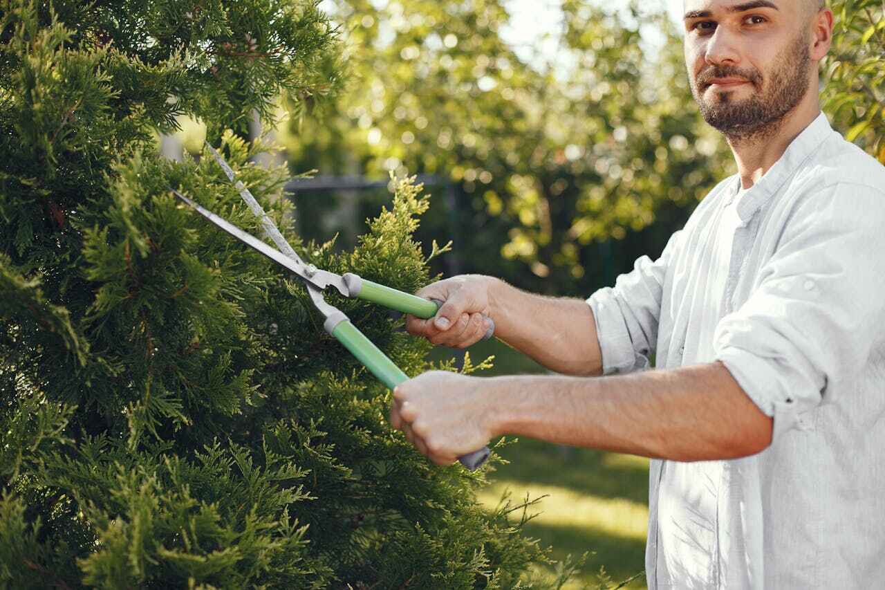 Tree Health Inspection in Rosedale, LA